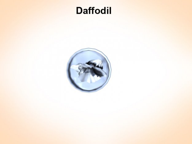 Daffodil dafolli in cup 3D model_1