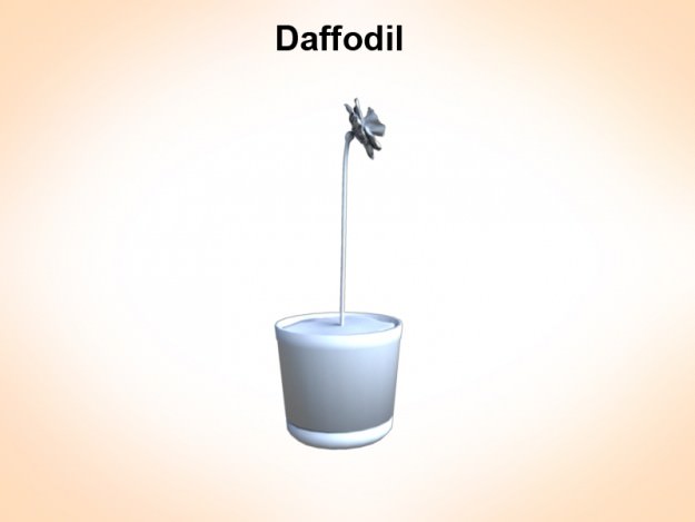 Daffodil dafolli in cup 3D model_2