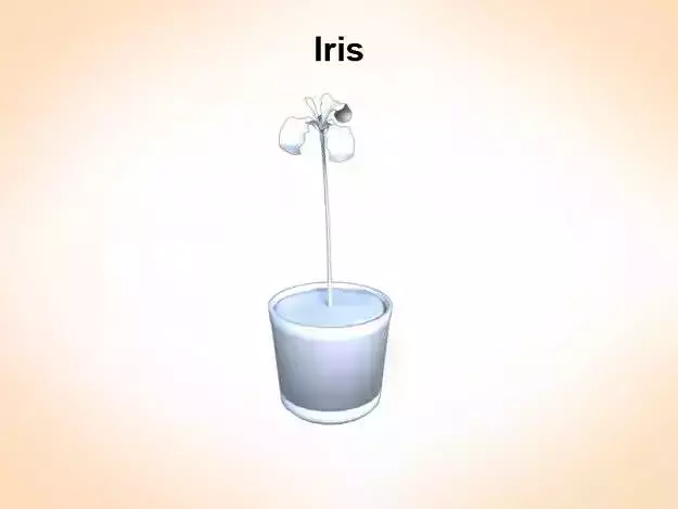 Iris in cup