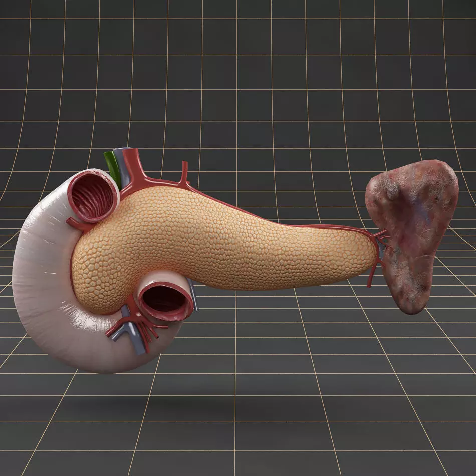 Anatomy pancreas duodenum spleen 3D model