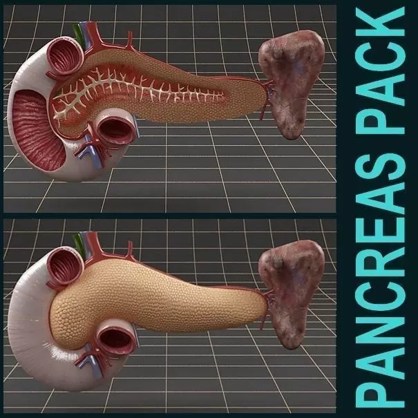Anatomy pancreas duodenum spleen PACK 3D model_0