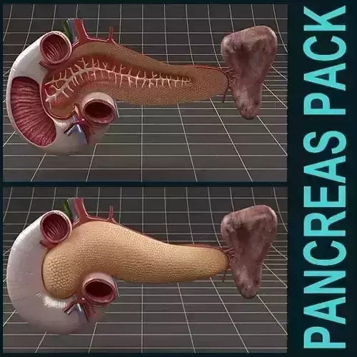 Anatomy pancreas duodenum spleen PACK 3D model