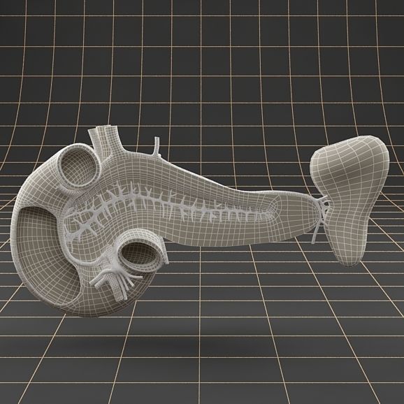 Anatomy pancreas duodenum spleen PACK 3D model_12