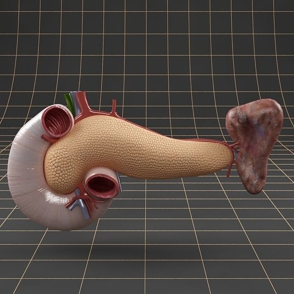 Anatomy pancreas duodenum spleen PACK 3D model_2