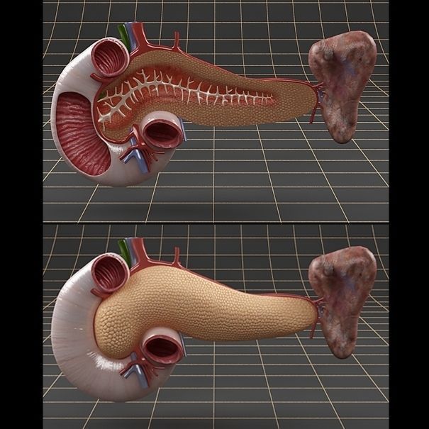 Anatomy pancreas duodenum spleen PACK 3D model_1