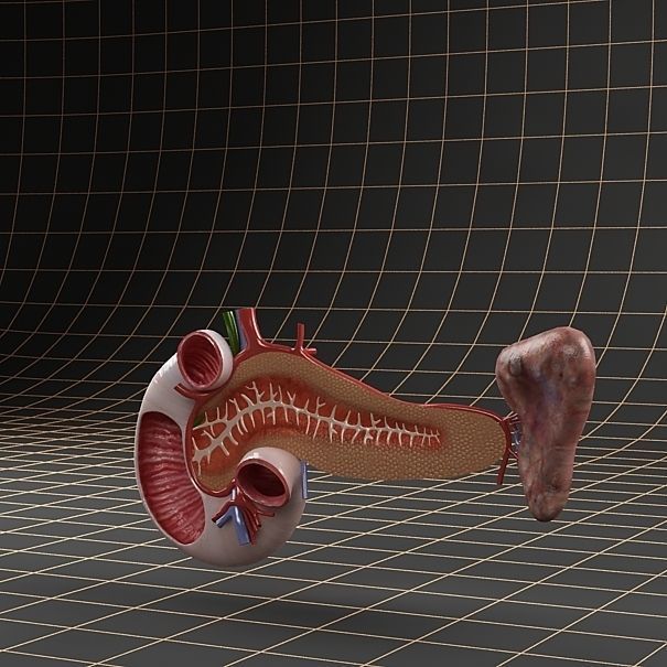 Anatomy pancreas duodenum spleen PACK 3D model_9