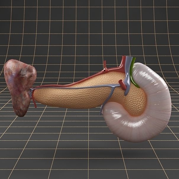 Anatomy pancreas duodenum spleen PACK 3D model_6