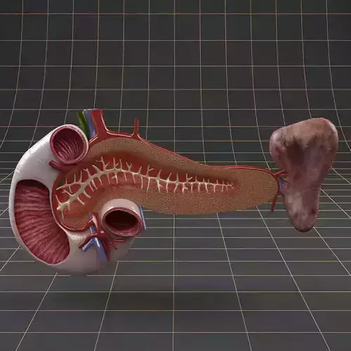 Anatomy   duodenum pancreas spleen Cross section 3D model