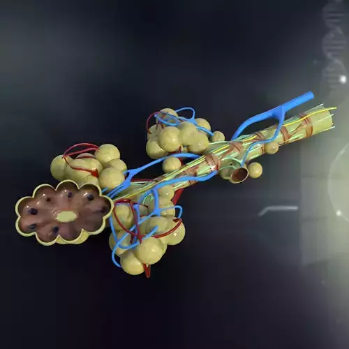 Human Bronchial Anatomy 3D model