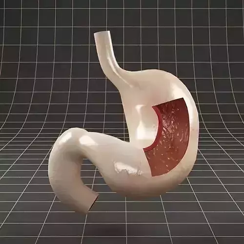 Anatomy stomach section 3D model