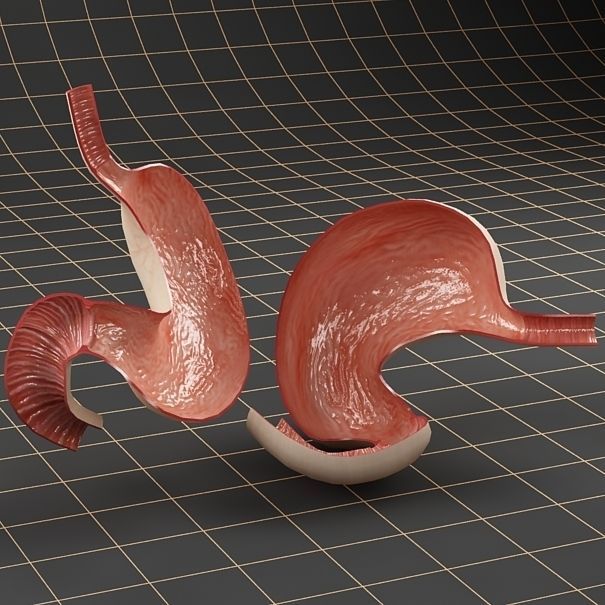 Anatomy stomach Cross section 3D model_2