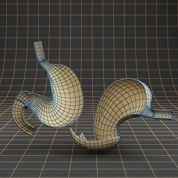 Anatomy stomach Cross section 3D model_9