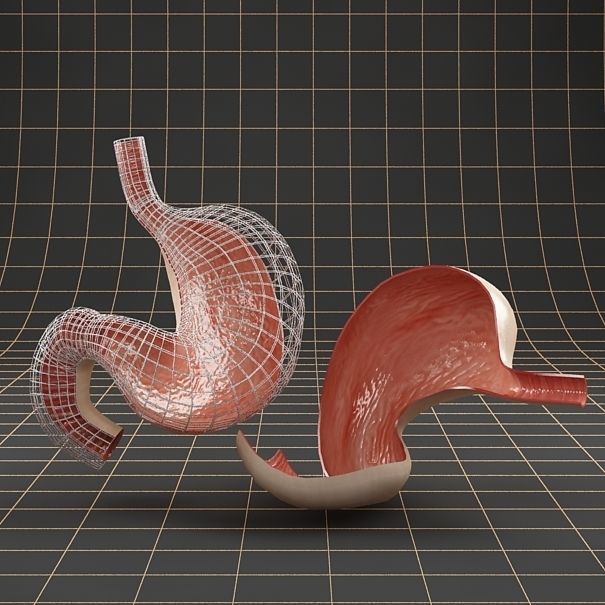 Anatomy stomach Cross section 3D model_8