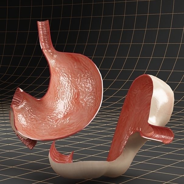 Anatomy stomach Cross section 3D model_1