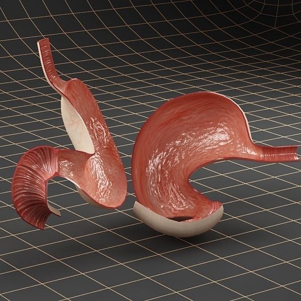 Anatomy stomach Cross section 3D model_3