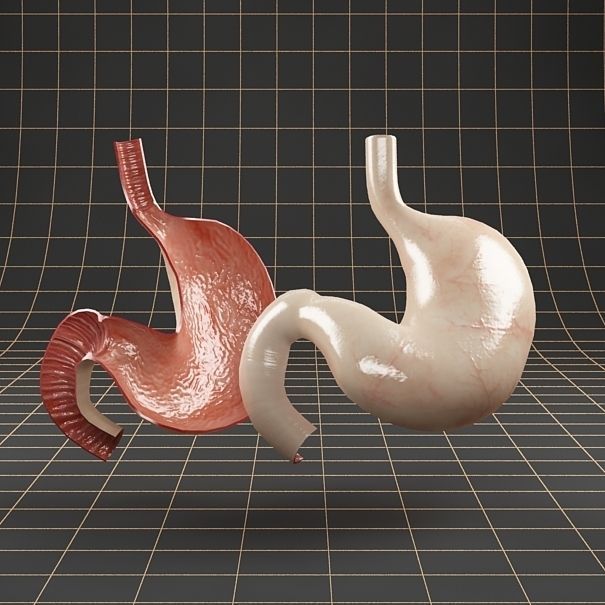 Anatomy stomach Cross section 3D model_7