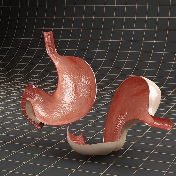Anatomy stomach Cross section 3D model_5