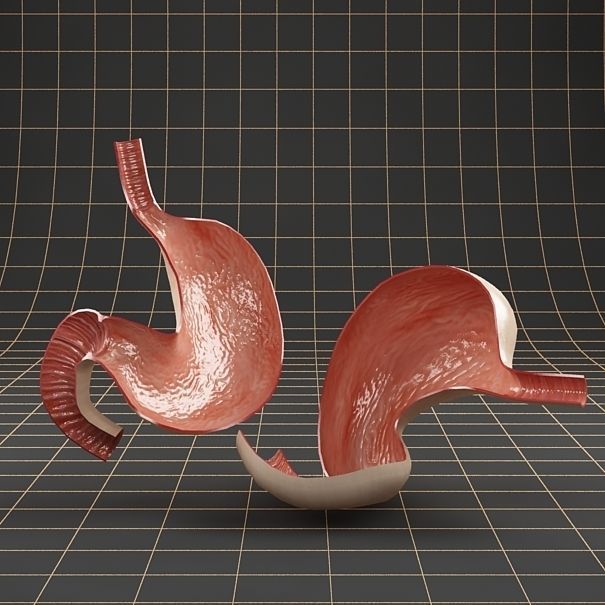 Anatomy stomach Cross section 3D model_4
