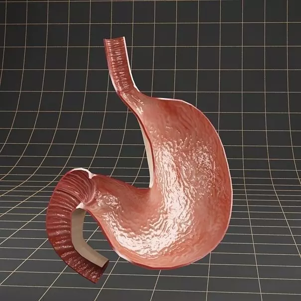 Anatomy stomach Cross section 3D model_0
