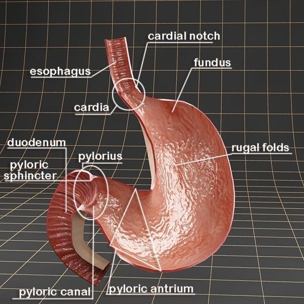 Anatomy stomach Cross section 3D model_10