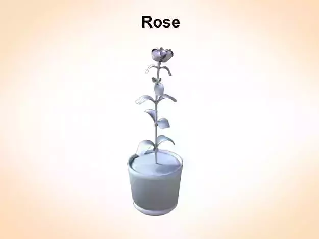 Rose in vase