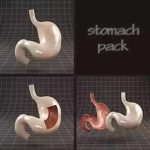 Anatomy stomach PACK