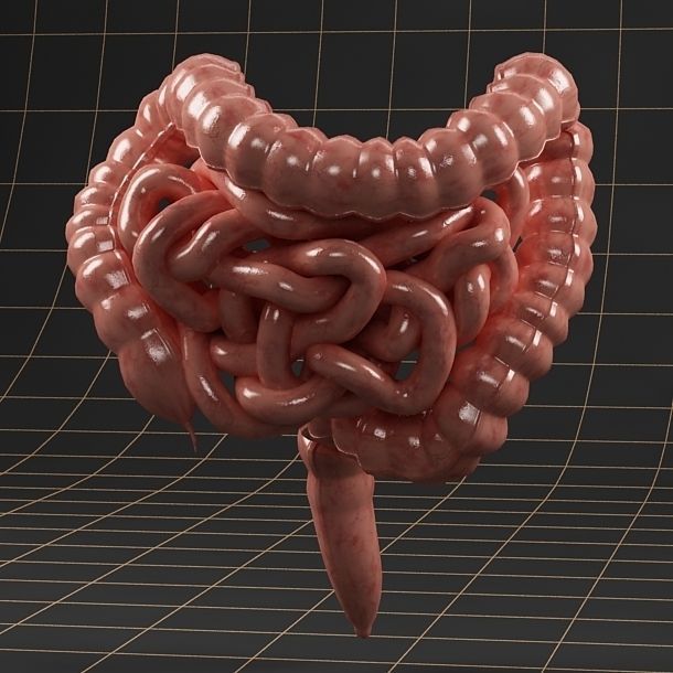 Anatomy intestine 01 3D model_4