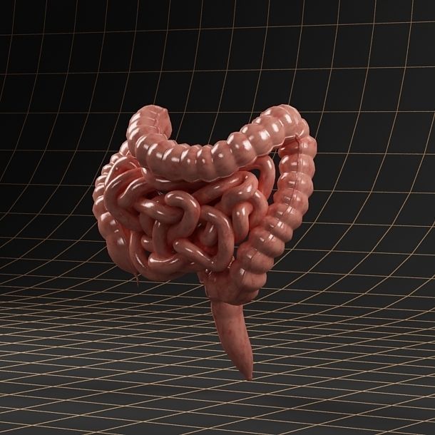 Anatomy intestine 01 3D model_2