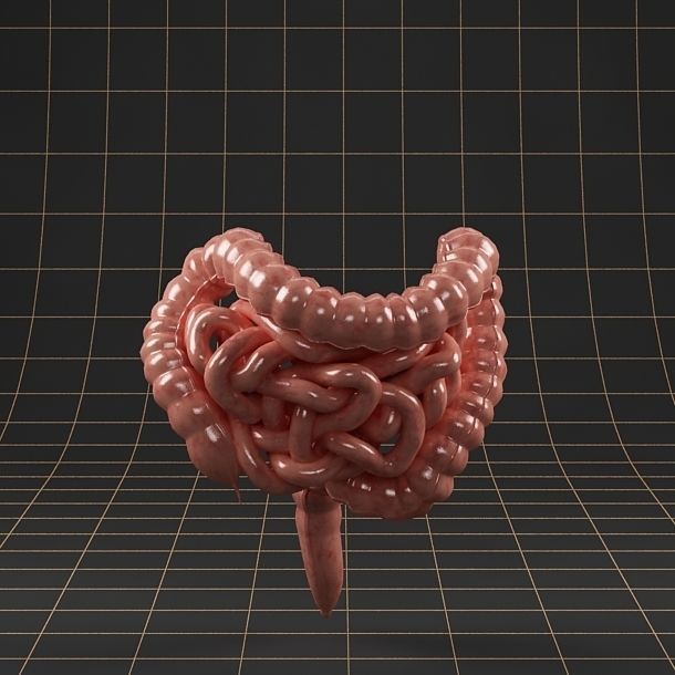 Anatomy intestine 01 3D model_1