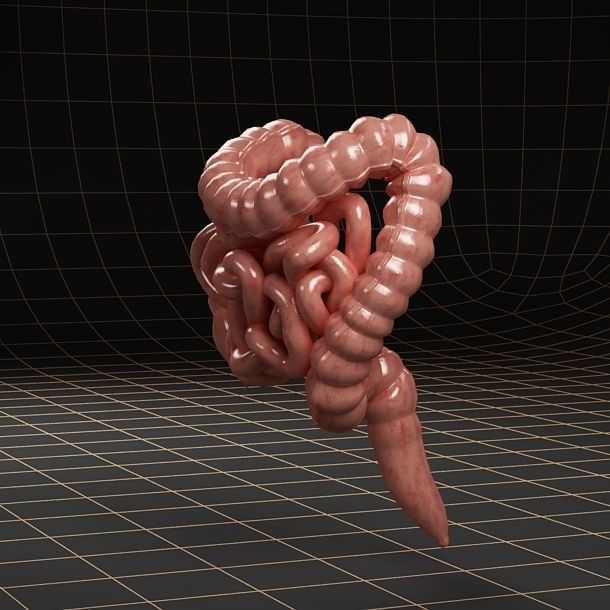 Anatomy intestine 01 3D model_3