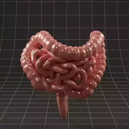 Anatomy intestine 01 3D model