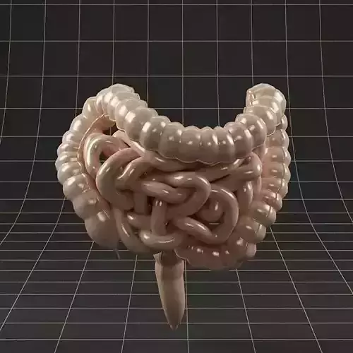 Anatomy intestine 02 3D model