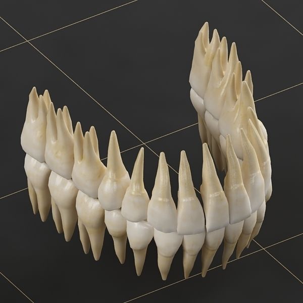 Dentition 01 3D model_2