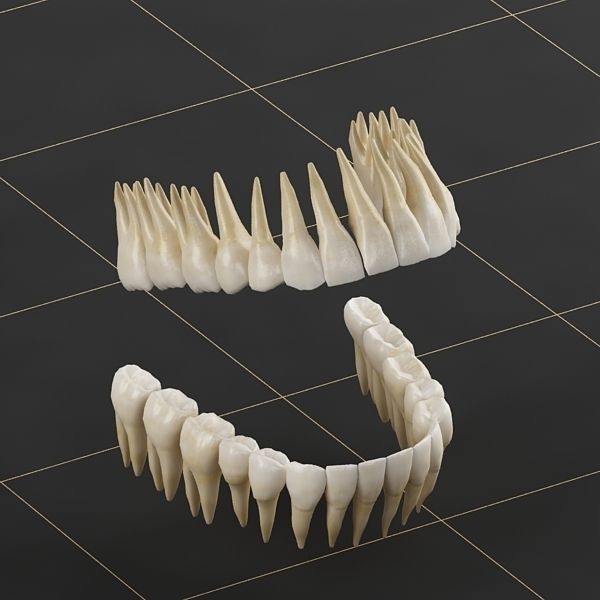 Dentition 01 3D model_6