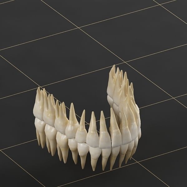 Dentition 01 3D model_4