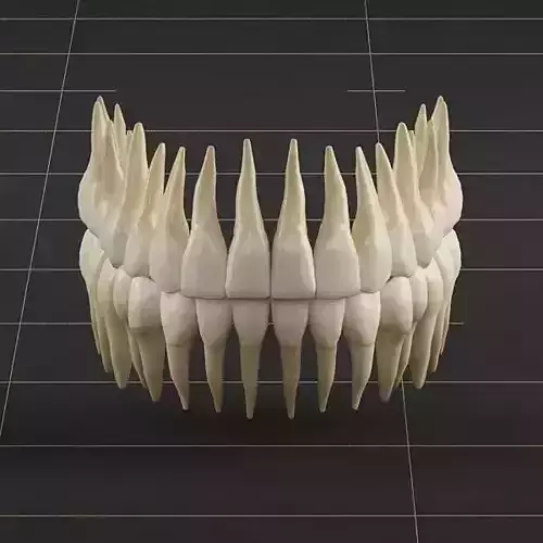 Dentition 01 3D model