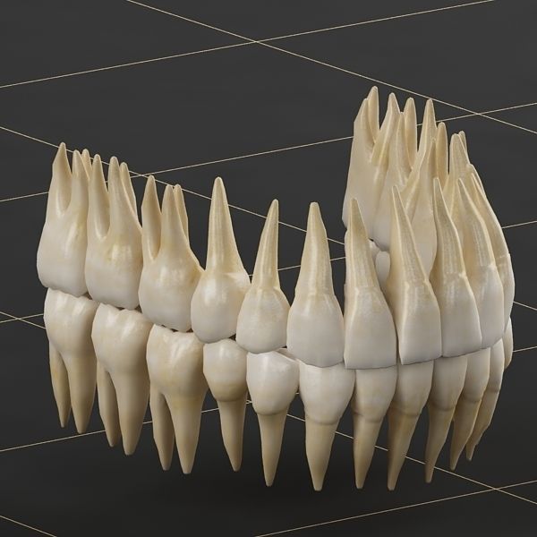 Dentition 01 3D model_5