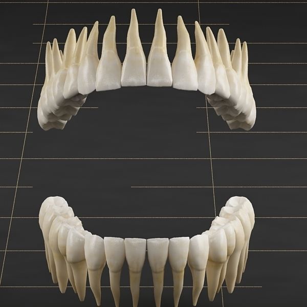 Dentition 01 3D model_7