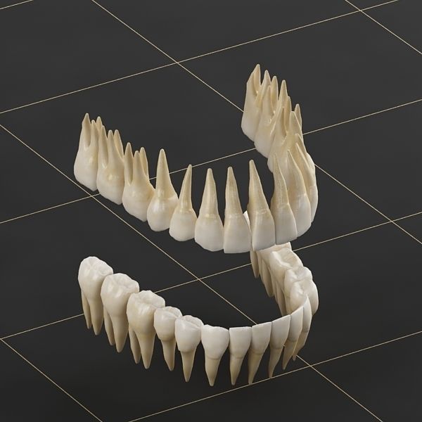 Dentition 01 3D model_8