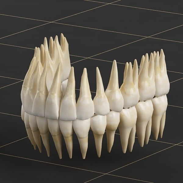 Dentition 01 3D model_3