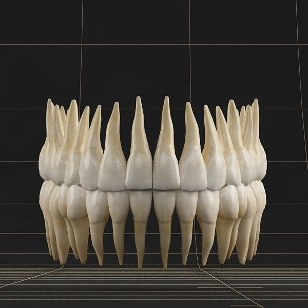 Dentition 01 3D model_1