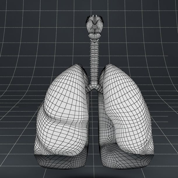 Anatomy lungs bronchi larynx 3D model_4