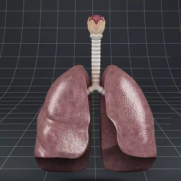 Anatomy lungs bronchi larynx 3D model_0