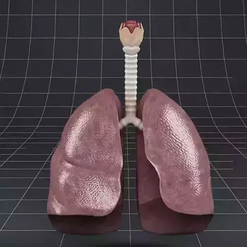 Anatomy lungs bronchi larynx 3D model
