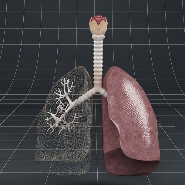 Anatomy lungs bronchi larynx 3D model_3