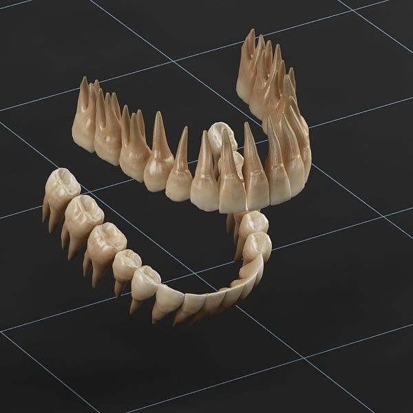 Dentition 02 3D model_1
