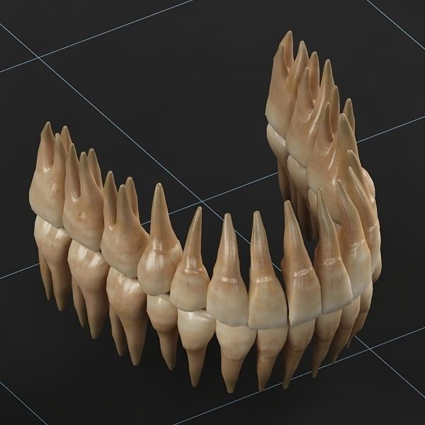 Dentition 02 3D model_3