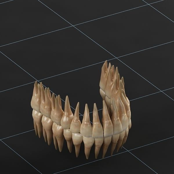 Dentition 02 3D model_4