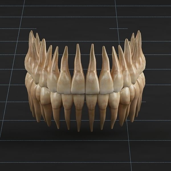 Dentition 02 3D model_2