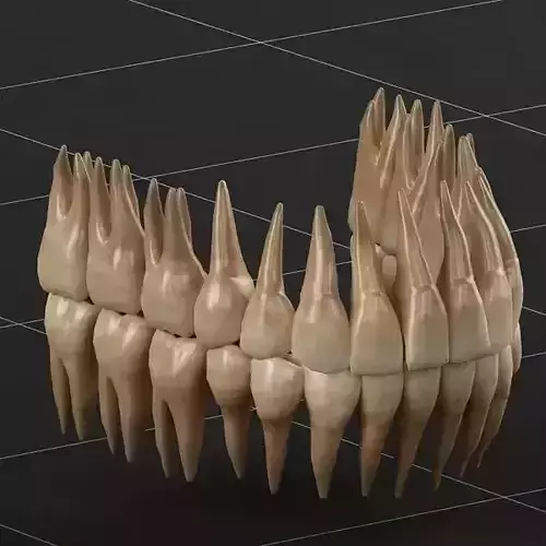 Dentition 02 3D model
